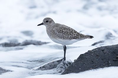 Zilverplevier / Grey Plover