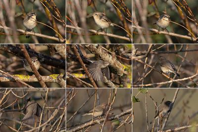 Pallas's Leaf Warbler