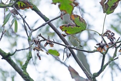 Bladkoning / Yellow-browed Warbler