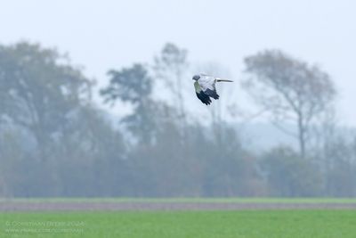 White-tailed Eagle