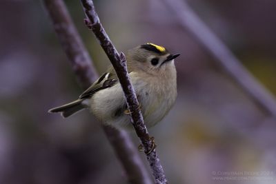 Common Chiffchaff