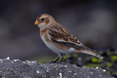 Sneeuwgors / Snow Bunting