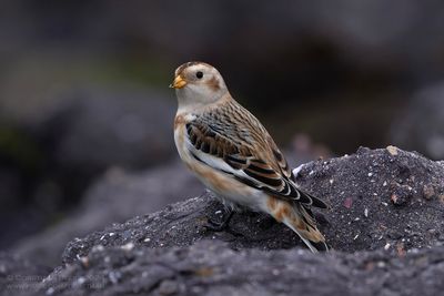 Sneeuwgors / Snow Bunting