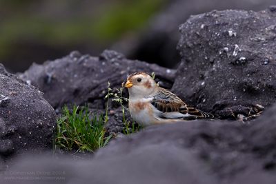 Sneeuwgors / Snow Bunting
