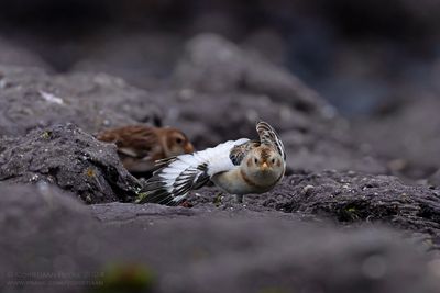 Sneeuwgors / Snow Bunting