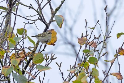 Yellow-browed Warbler