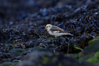 Sneeuwgors / Snow Bunting