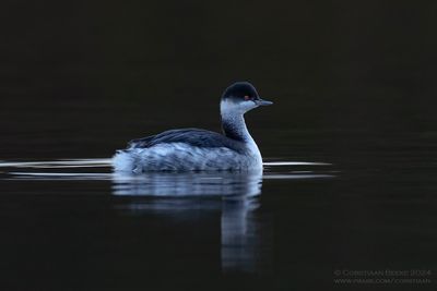 Geoorde Fuut / Black-necked Grebe