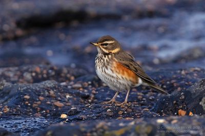 Redwing