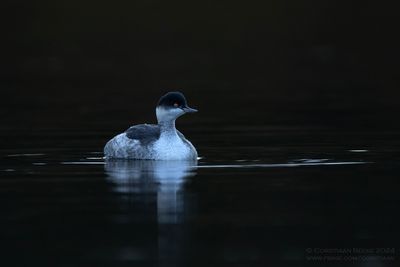 Geoorde Fuut / Black-necked Grebe