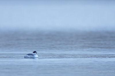 Black-necked Grebe