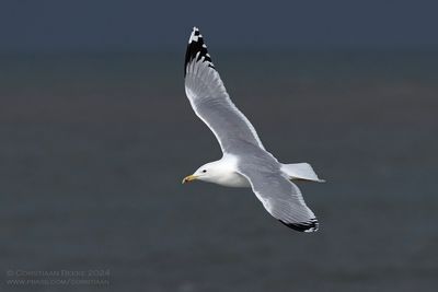 Pontische Meeuw / Caspian Gull