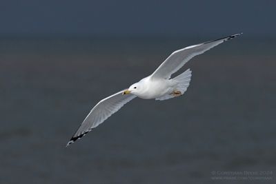 Pontische Meeuw / Caspian Gull