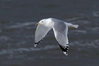 Pontische Meeuw / Caspian Gull
