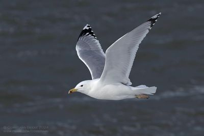 Pontische Meeuw / Caspian Gull
