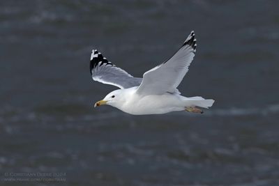 Pontische Meeuw / Caspian Gull