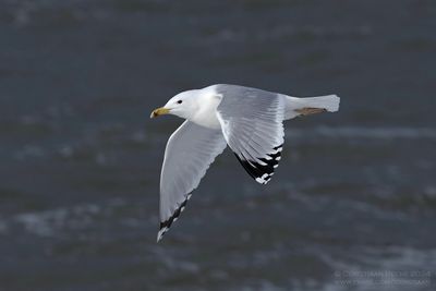 Pontische Meeuw / Caspian Gull