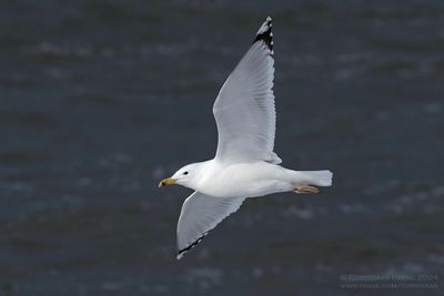 Pontische Meeuw / Caspian Gull