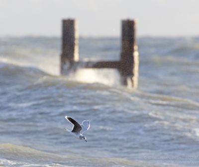 Dwergmeeuw / Little Gull