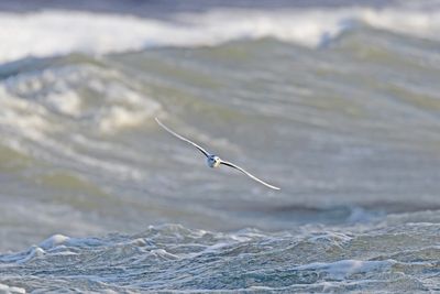 Dwergmeeuw / Little Gull