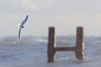 Dwergmeeuw / Little Gull