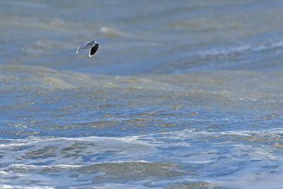 Dwergmeeuw / Little Gull