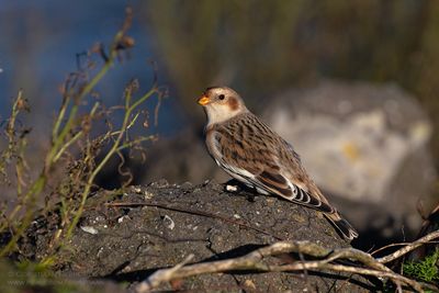 Snow Bunting