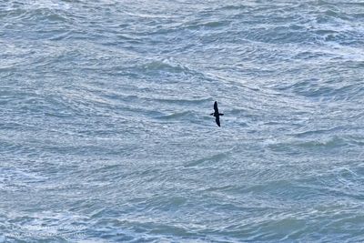 Little Auk