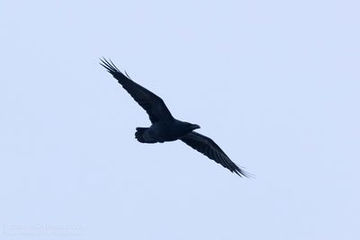 Common Raven