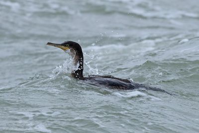 Kuifaascholver / Shag