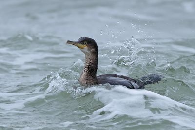 Kuifaascholver / Shag