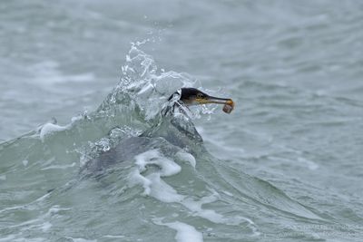 Kuifaascholver / Shag