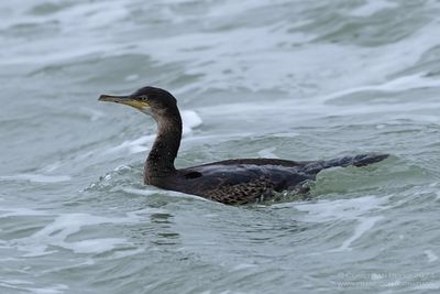 Shag