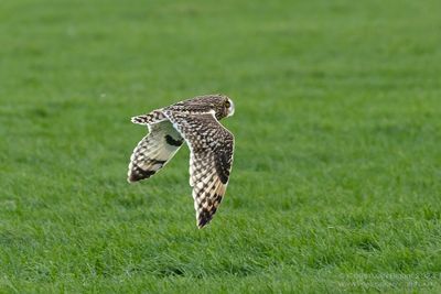 Short-eared Owl