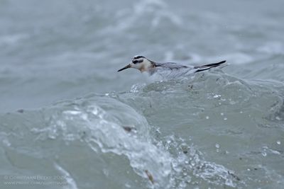 Rosse Franjepoot / Grey Phalarope