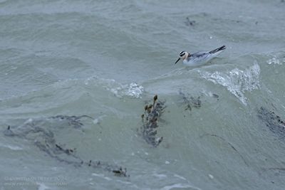 Rosse Franjepoot / Grey Phalarope