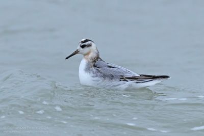 Rosse Franjepoot / Grey Phalarope