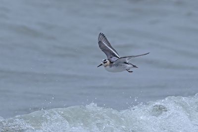 Rosse Franjepoot / Grey Phalarope