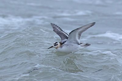 Rosse Franjepoot / Grey Phalarope