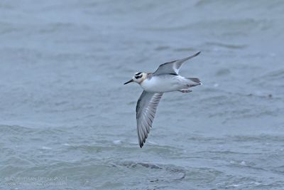 Rosse Franjepoot / Grey Phalarope