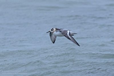 Rosse Franjepoot / Grey Phalarope
