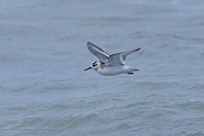 Rosse Franjepoot / Grey Phalarope