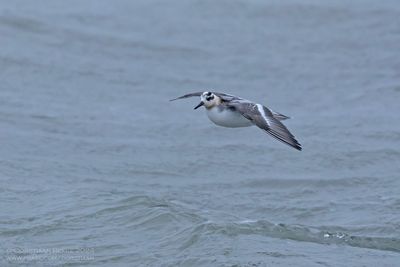 Rosse Franjepoot / Grey Phalarope
