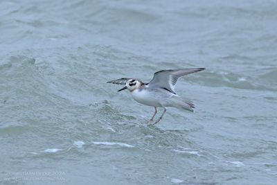 Rosse Franjepoot / Grey Phalarope