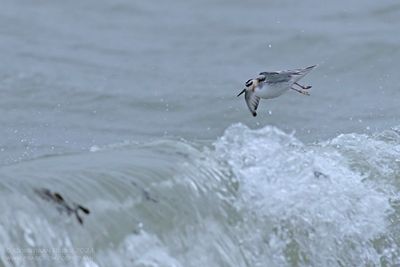 Rosse Franjepoot / Grey Phalarope