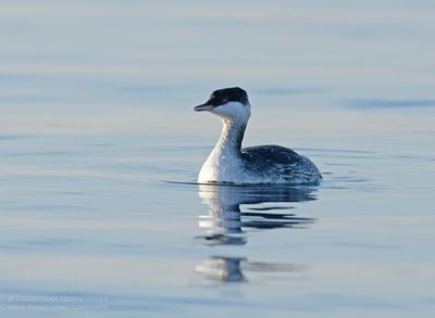Kuifduiker / Horned Grebe