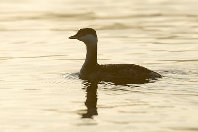 Kuifduiker / Horned Grebe