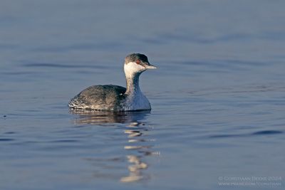 Slavonian Grebe