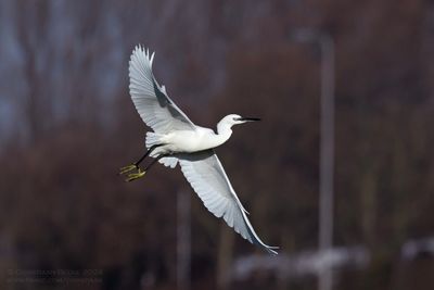 Little Egret