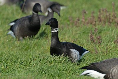 Black Brent